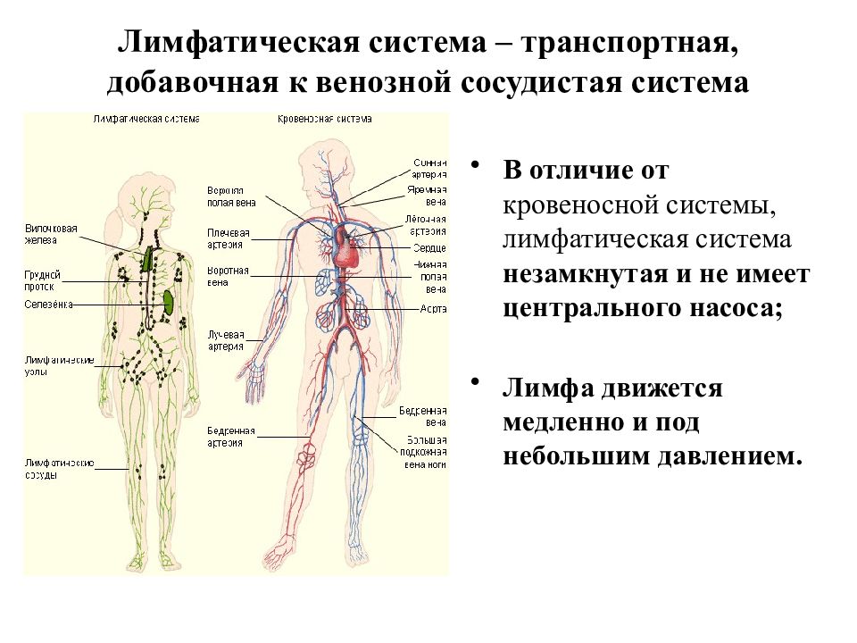Лимфа тесты. Лимфоидная система и лимфатическая система. Сосудистое русло лимфатическая система. Строение лимфатической системы анатомия. Венозная и лимфатическая система анатомия.
