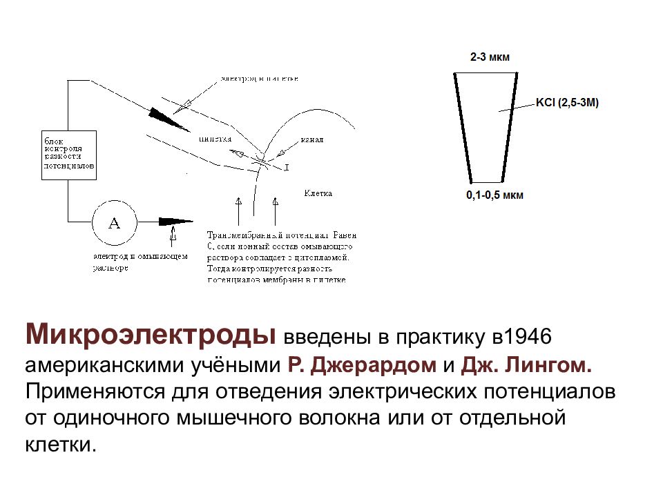 Микроэлектродный метод исследования. Микроэлектродный метод схема. Микроэлектродный метод физиология. Раздражимость и возбудимость физиология.