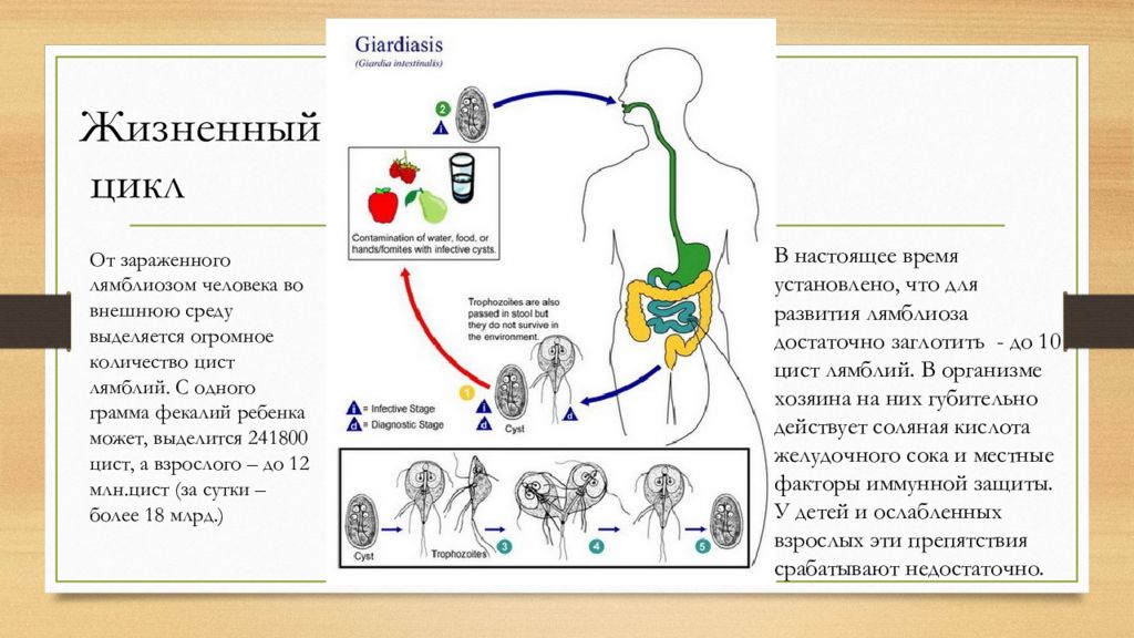 Лямблиоз это простыми словами