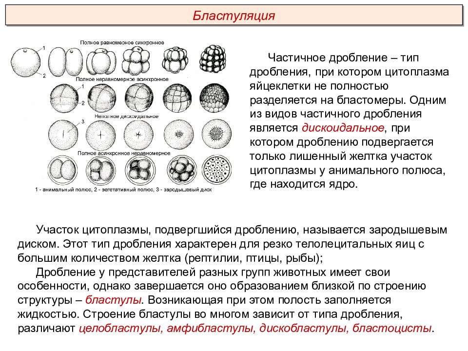 Характер дробления. Типы яйцеклеток дробления и бластул. Типы неполного дробления. Типы яйцеклеток дробления и бластул таблица. Типы дробления и типы бластул у хордовых таблица.