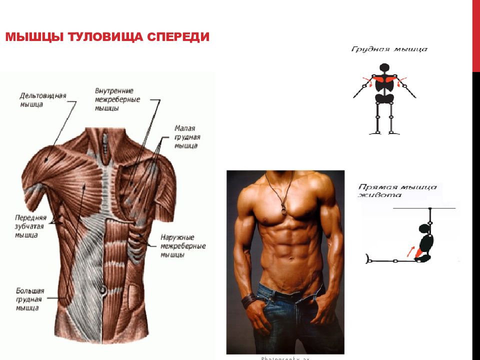 2 мышцы туловища