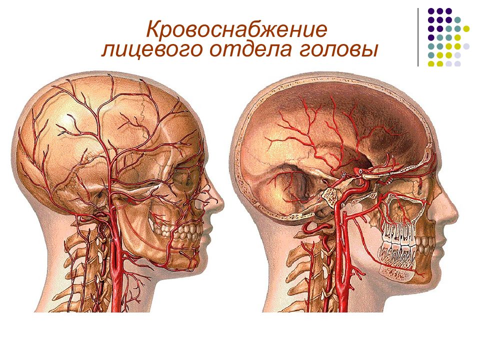 Головная боль сосуды головы. Кровоснабжение сонной артерии. Сосуды головы и шеи. Сосуды головы анатомия. Сосуды головы и шеи анатомия.