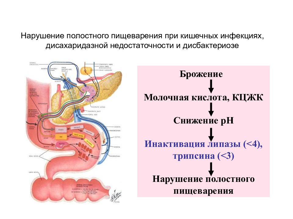 Чувство неполного опорожнения. Патогенез нарушения полостного пищеварения. Нарушение полостного пищеварения в кишечнике. Дисахаридазная недостаточность. Нарушения пристеночного пищеварения в кишечнике.