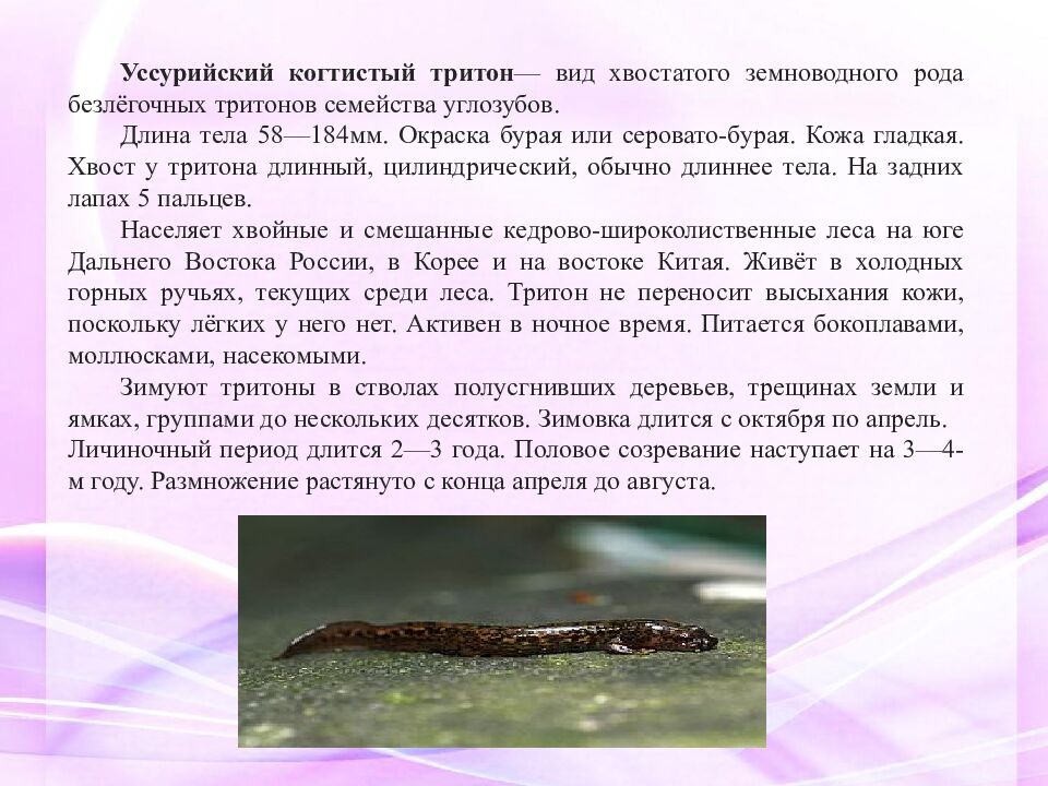 Классная работа Тема: МНОГООБРАЗИЕ И ЗНАЧЕНИЕ ЗЕМНОВОДНЫХ «Лягушкам только