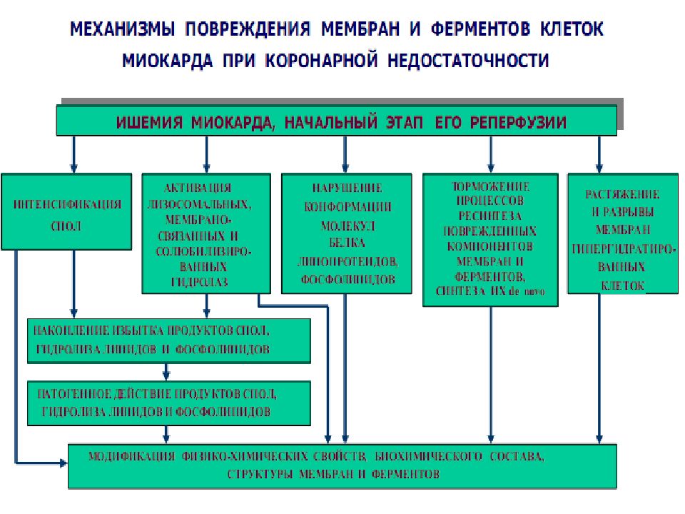 Коронарная недостаточность патофизиология презентация