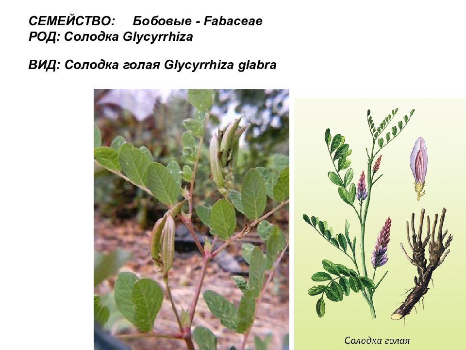 Солодка бобовые. Glycyrrhiza glabra семейство. Покрытосеменные растения ольха.