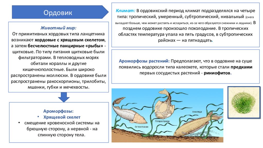 Ордовикский период особенности климата растения. Ордовикский период ароморфозы. Ароморфозы животных ордовикский период. Ордовик период ароморфозы.