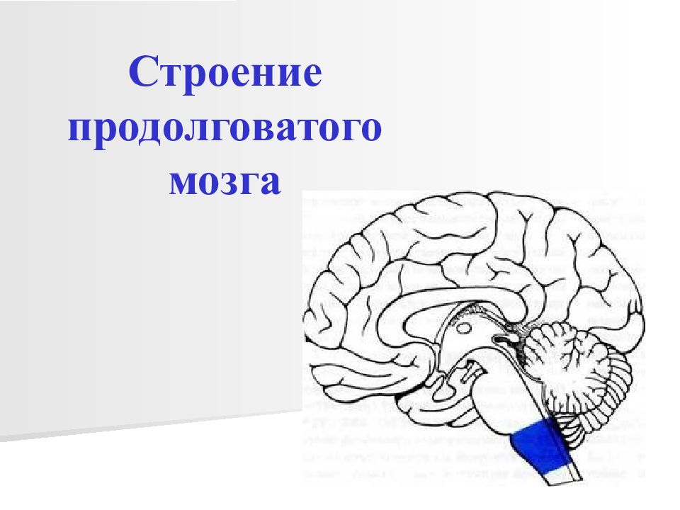 Продолговатый мозг рисунок. Продолговатый мозг строение макет. Продолговатый мозг для презентации без подписей. Продолговатый мозг трафарет. Продолговатый мозг и мозг картинка без подписей.