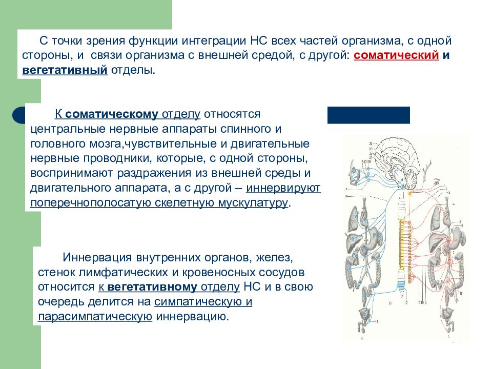 Интегрирующая функция НС. Анатомические основы двигательных нарушений у детей кратко. Интегративная функция.