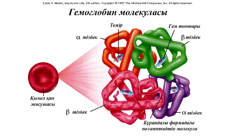 Гемоглобин картинки для презентации