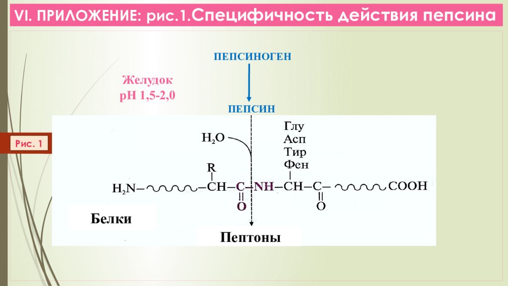 Функция пепсина. Специфичность пепсина. Специфичность действия пепсина. Образование пепсина. Пепсин аминокислотный состав.