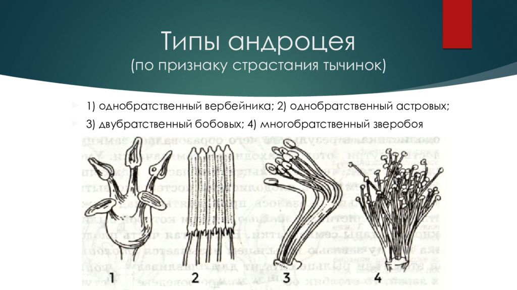 Андроцей. БРАТСТВЕННЫЙ андроцей. Однобратственный, многобратственный андроцей. Типы строения андроцея бобовых. Андроцей строение тычинки.