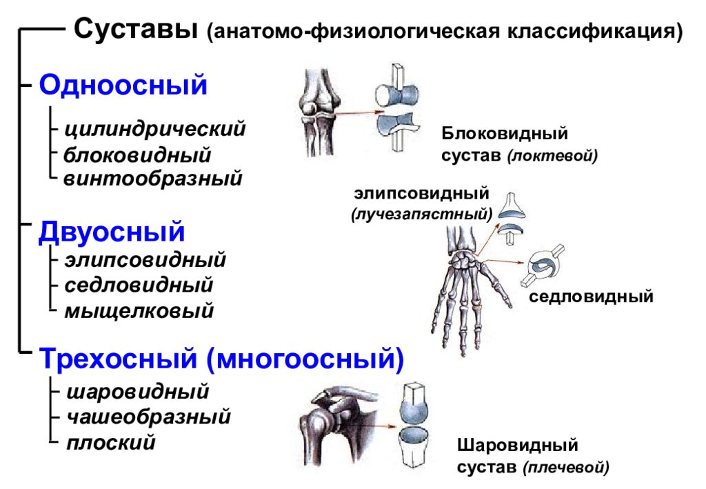 Суставы у человека схема