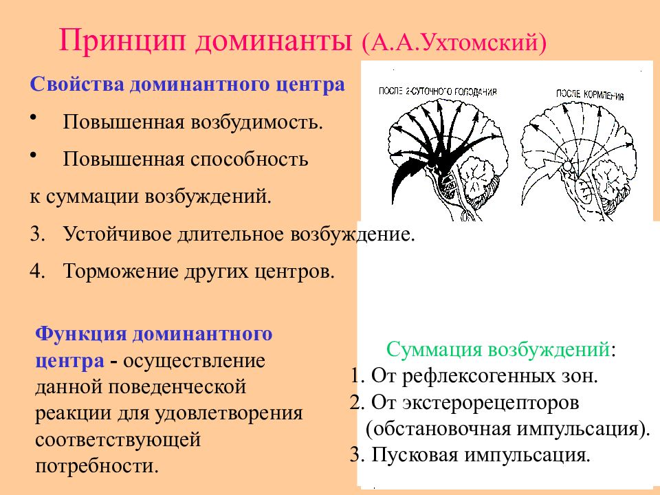 Доминанта картинки биология