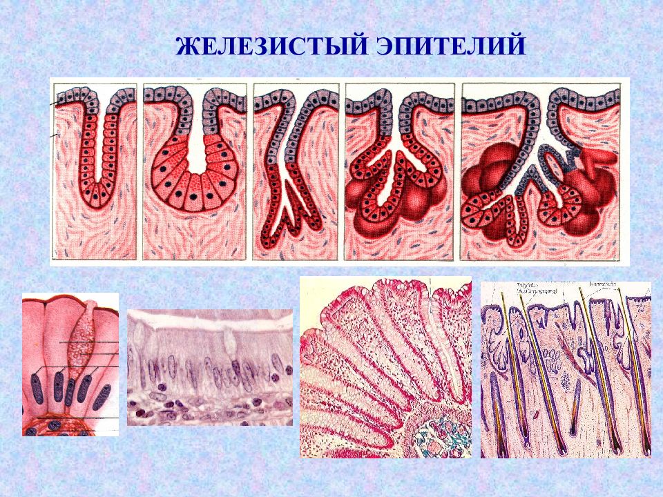 Железы эпителия. Железистый эпителий строение. Железистый эпителий ткань. Железистый эпителий гистология строение. Строение железистой эпителиальной ткани.