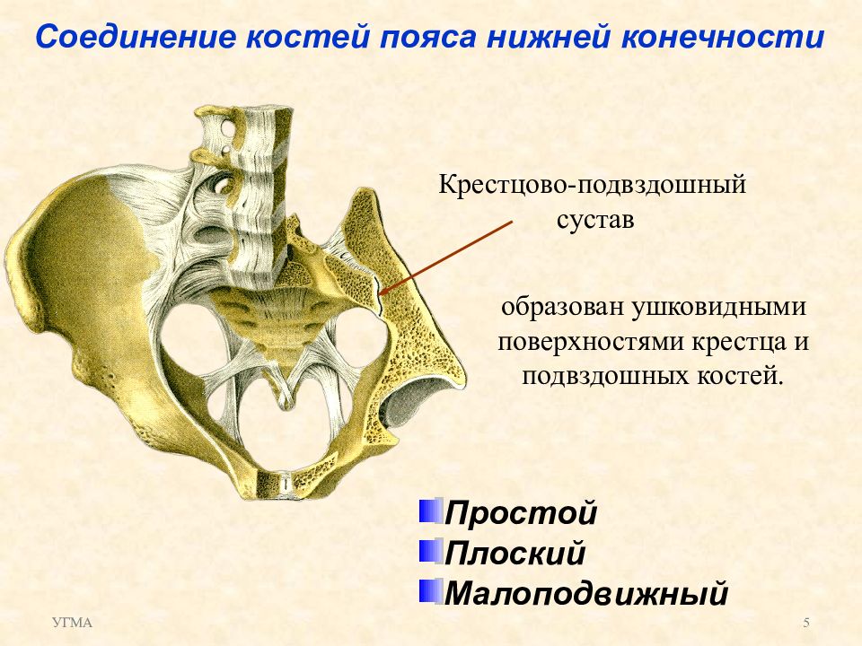 Крестцово подвздошное сочленение картинки