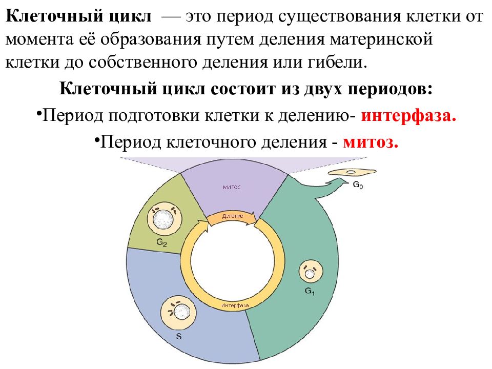 Клеточный цикл картинка