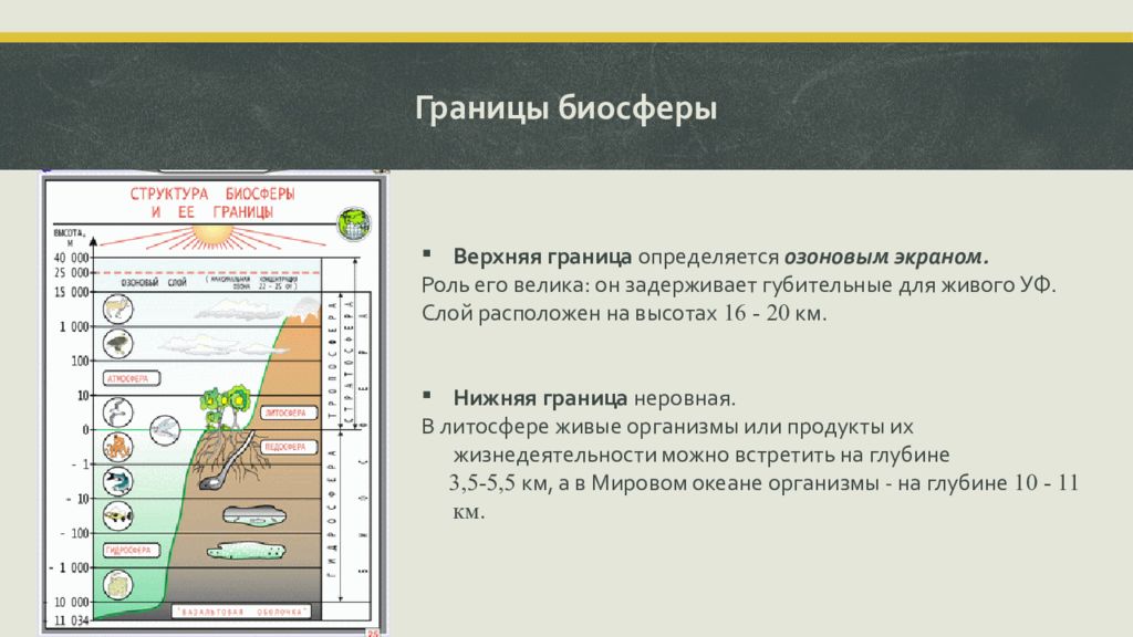 Биосфера егэ презентация