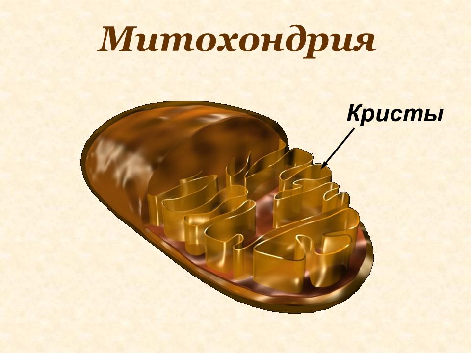 Происходит на кристах. Кристы митохондрий. Пластинчатые и трубчатые Кристы митохондрий. Строение Крист митохондрий. Виды митохондрий.