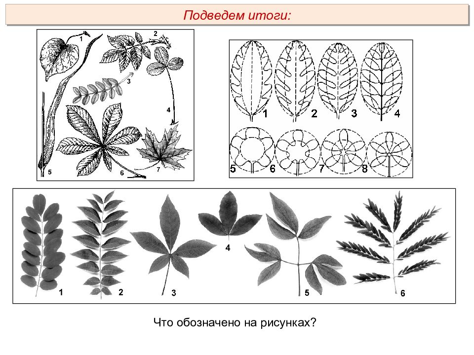 Покажите рисунок обозначенный на рисунке 1. Растения задания по строение растений ЕГЭ. Задачи морфологии растений. Задачи анатомии растений. Анатомия и морфология растений в рисунках.