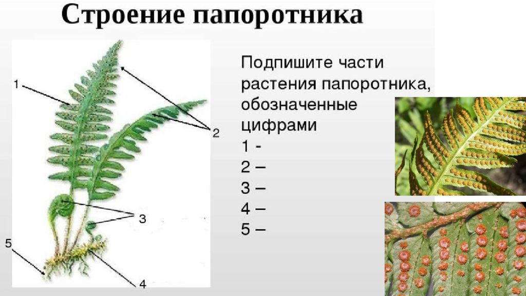 Папоротник юи отличается от мнов. Гигрофиты папоротник особенности строения. Общая характеристика папоротникообразных растений. Фон растения папоротник. Усложнение в строении папоротников.
