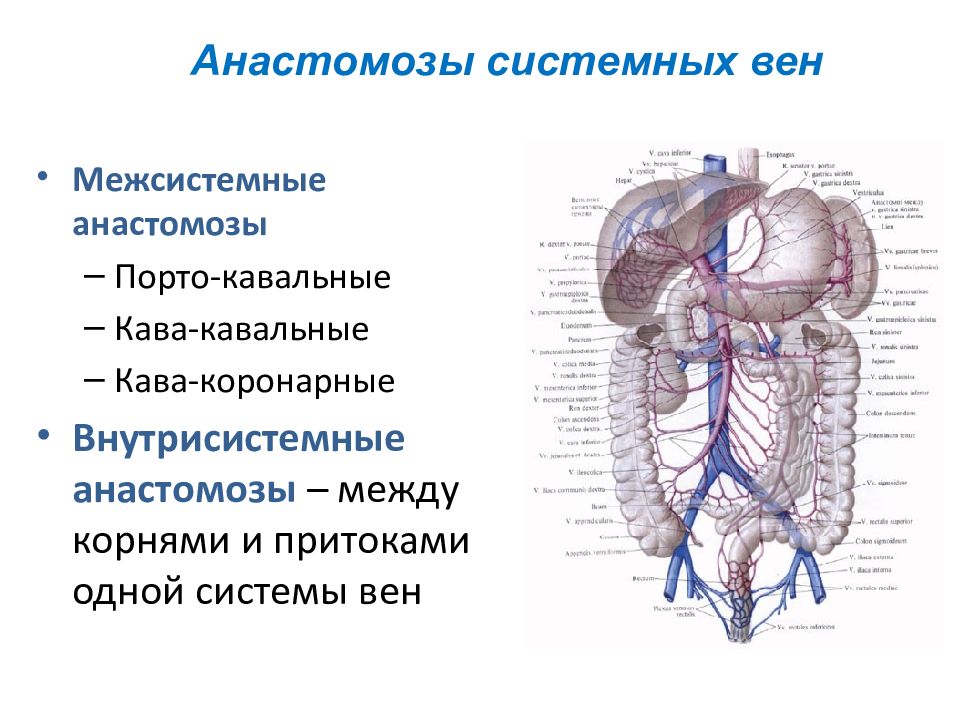 Венозные анастомозы рисунок