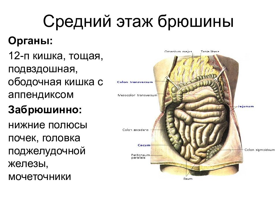 Нижняя брюшная полость. Этажи полости брюшины. Слепокишечные складки брюшины. Органы среднего этажа полости брюшины.