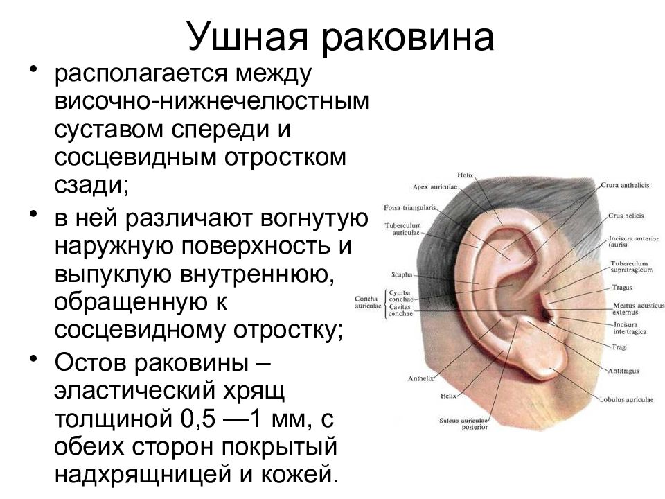 как выглядит ушная раковина