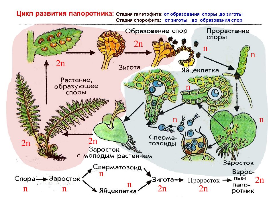 Циклы развития растений схемы егэ от водорослей до покрытосеменных