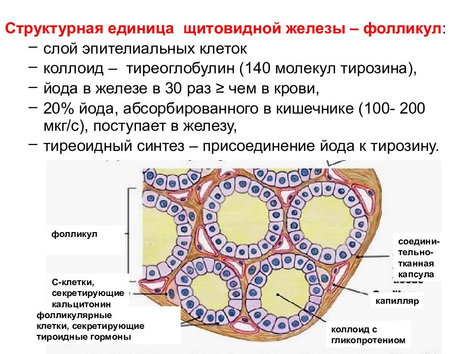 Секреция щитовидной железы