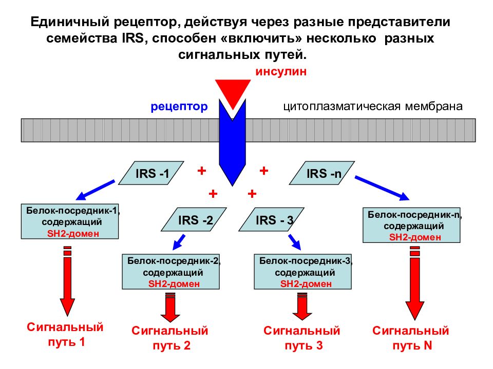 Имеющий путь. Митоген активируемые протеинкиназы. Механизм митоген активированной протеинкиназы. Митогены это иммунология. Активация митоген-активируемой протеинкиназы..