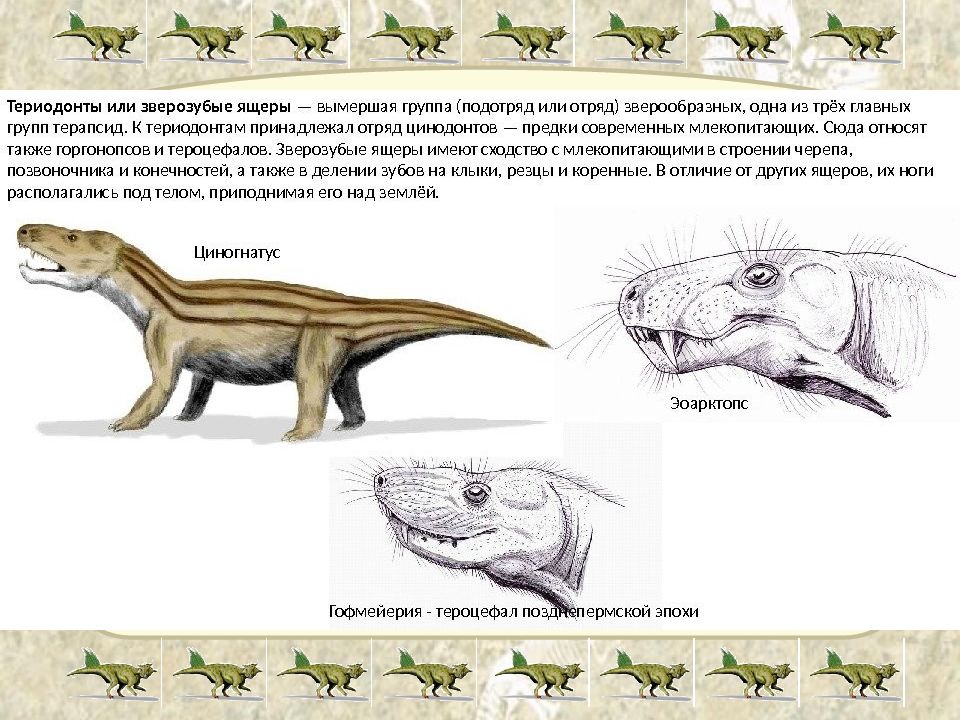 Объясните почему зверозубые рептилии получили такое. Зверозубый ящер Эра. Териодонты терапсиды. Предки млекопитающих зверозубые ящеры. Переходные формы зверозубый ящер.