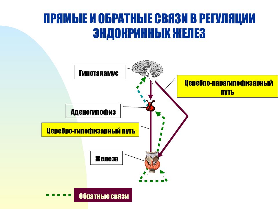 Регуляция эндокринной системы