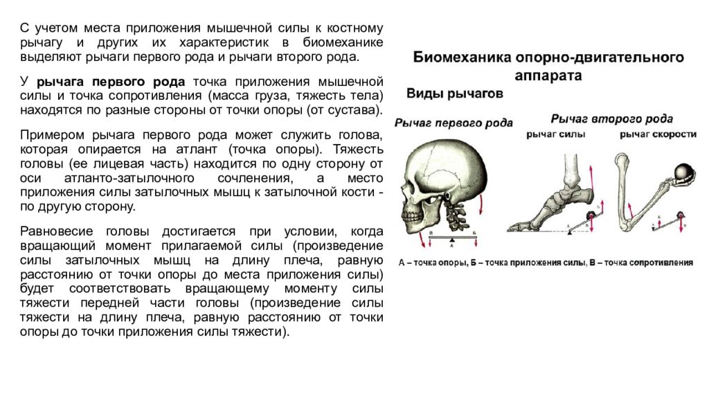 Опорные мышцы. Рычаг 1 и 2 рода биомеханика. Рычаг 1 рода в биомеханике. Рычаги первого и второго рода в биомеханике. Рычаг 2 рода в биомеханике.