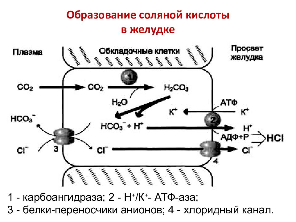 Выделение соляной кислоты. Механизм секреции соляной кислоты. Клеточные механизмы секреции соляной кислоты.. Механизм образования соляной кислоты в желудке. Секреция соляной кислоты в желудке.