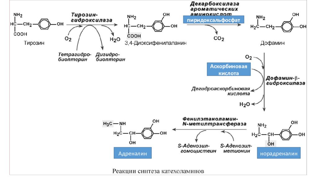 Пэт с тирозином. Схема синтеза катехоламинов. Синтез катехоламинов биохимия. Синтез норадреналина из тирозина. Синтез норадреналина из дофамина.
