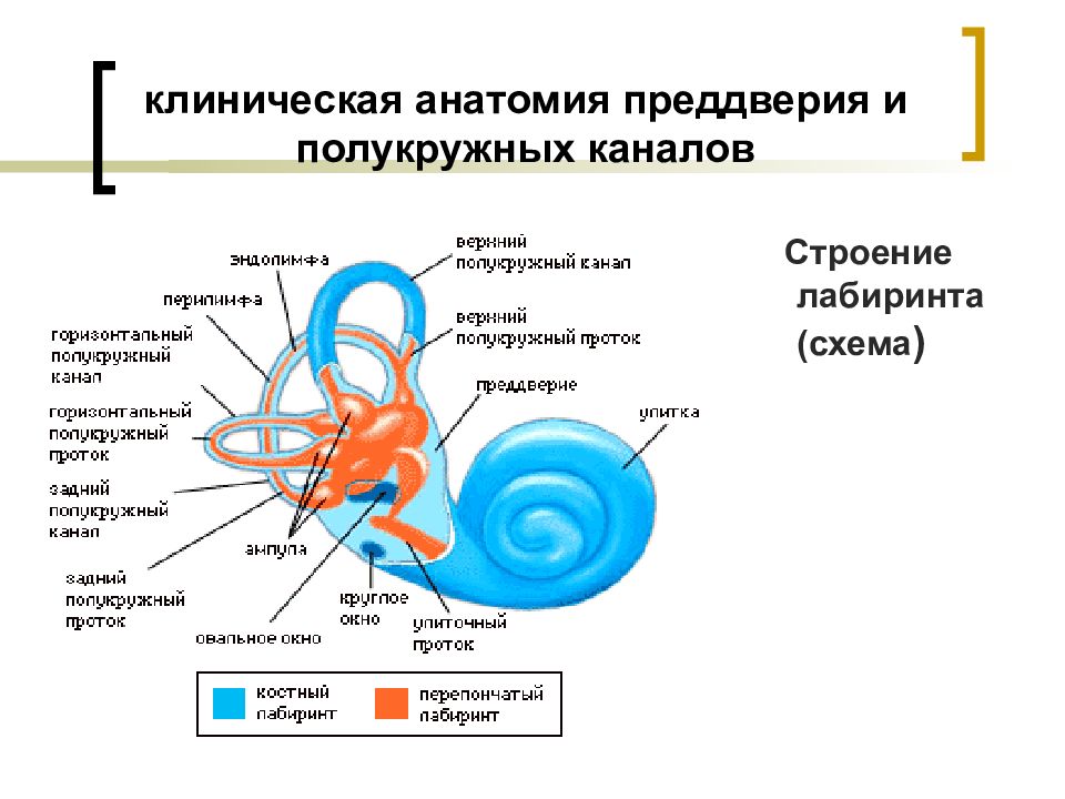 Полукружные каналы внутреннего уха расположены. Вестибулярный аппарат внутреннего уха строение функции. Схема периферического отдела вестибулярного анализатора. Строение анализатора вестибулярного аппарата схема. Отолитовый аппарат вестибулярного анализатора.