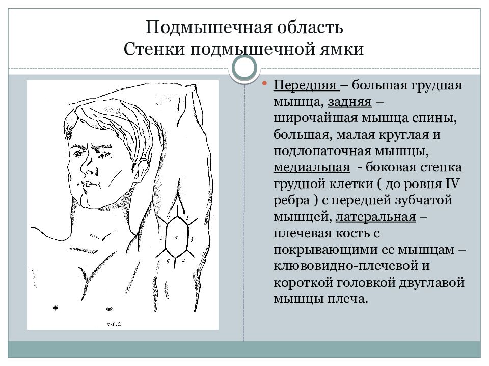 Подмышечная область анатомия