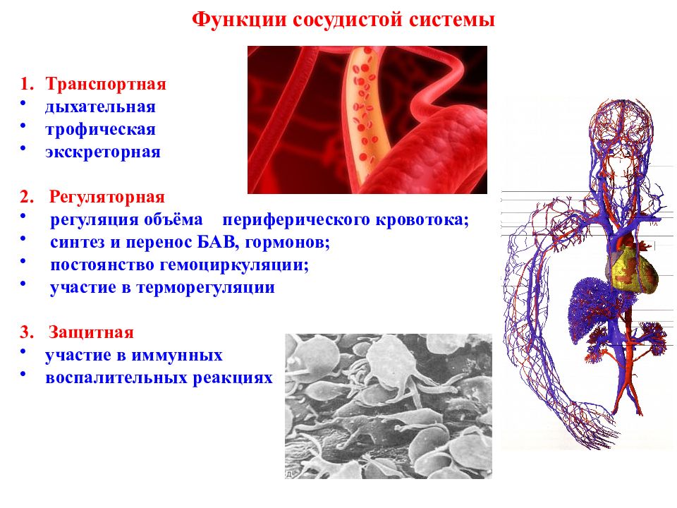 Основные функции кровообращения