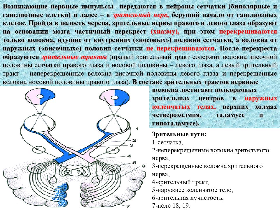 Зрительный нерв неврология презентация