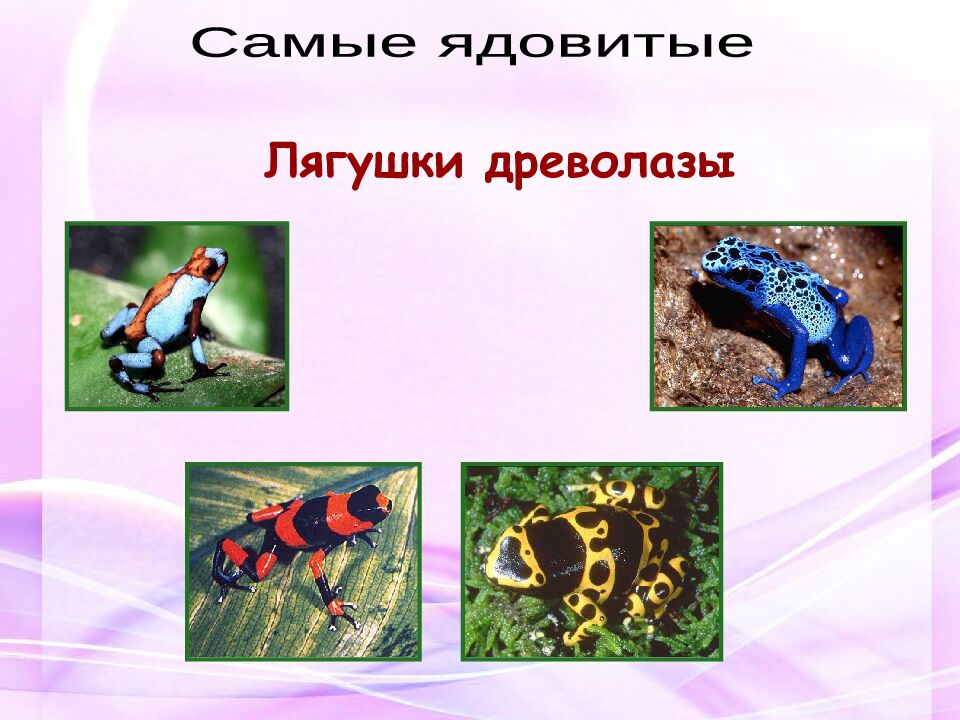 Классная работа Тема: МНОГООБРАЗИЕ И ЗНАЧЕНИЕ ЗЕМНОВОДНЫХ «Лягушкам только