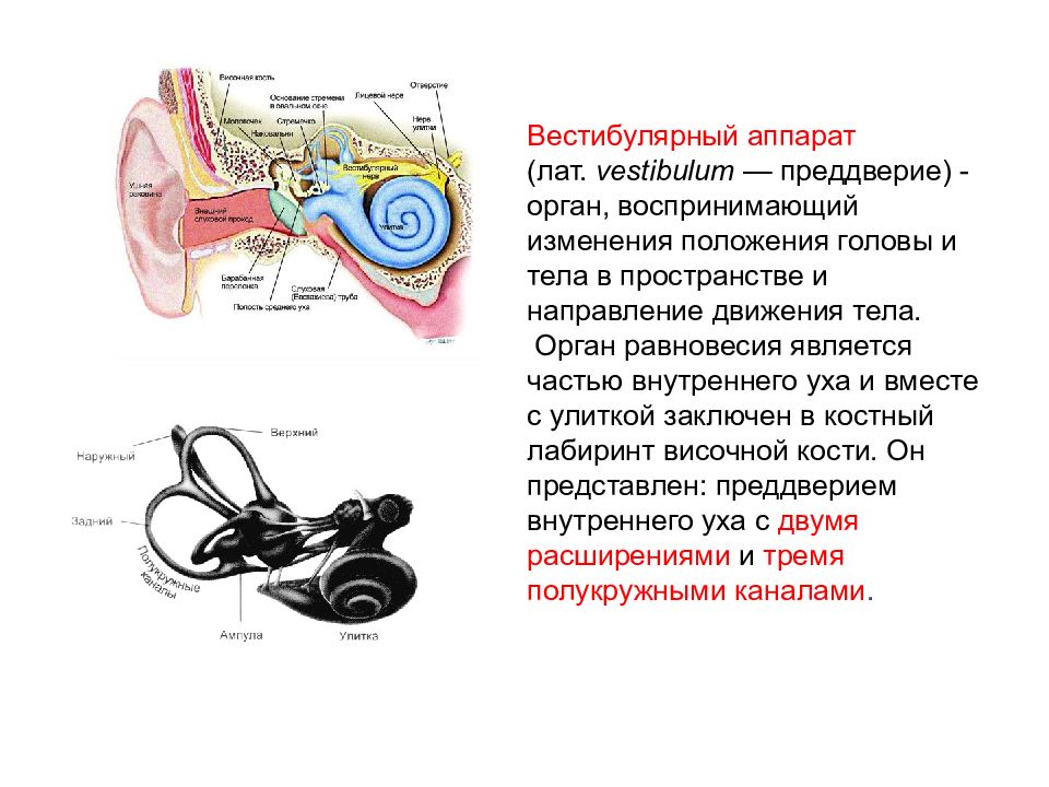 Каково значение вестибулярного анализатора. Вестибулярный аппарат внутреннего уха строение. Вестибулярный аппарат отолитовый аппарат. Вестибулярный аппарат анализатор. Вестибулярный анализатор внутреннее ухо.