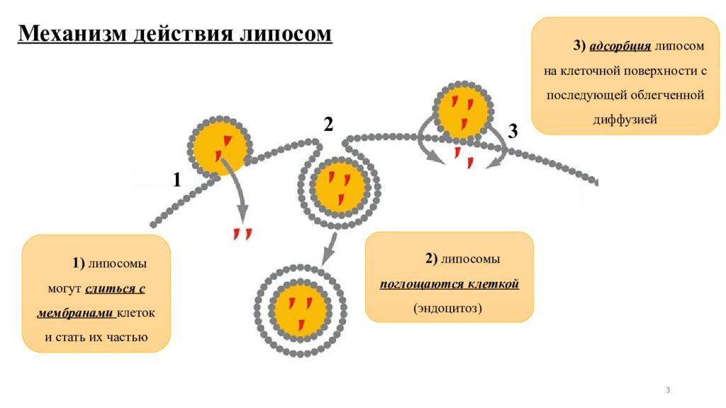 Механизм действия труда. Формы взаимодействия липосом с мембраной клетки. Взаимодействие липосом с мембраной клетки. Механизм действия противоопухолевых препаратов схема. Структура липосомы.