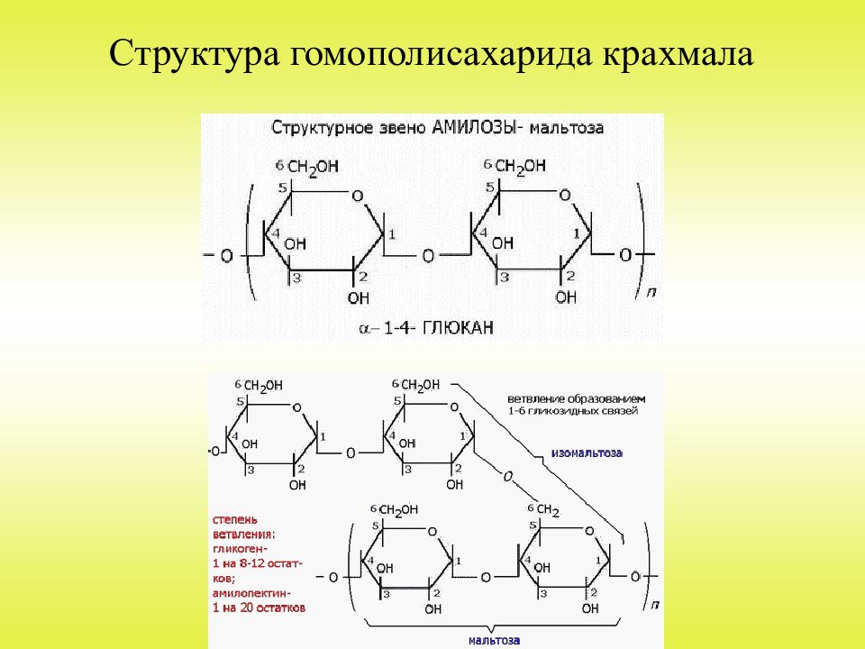 Структурное звено. 6. Гомополисахариды : крахмал (амилоза и амилопектин).. Амилопектин это гомополисахарид. Строение структурного звена крахмала. Формулы гомополисахаридов.