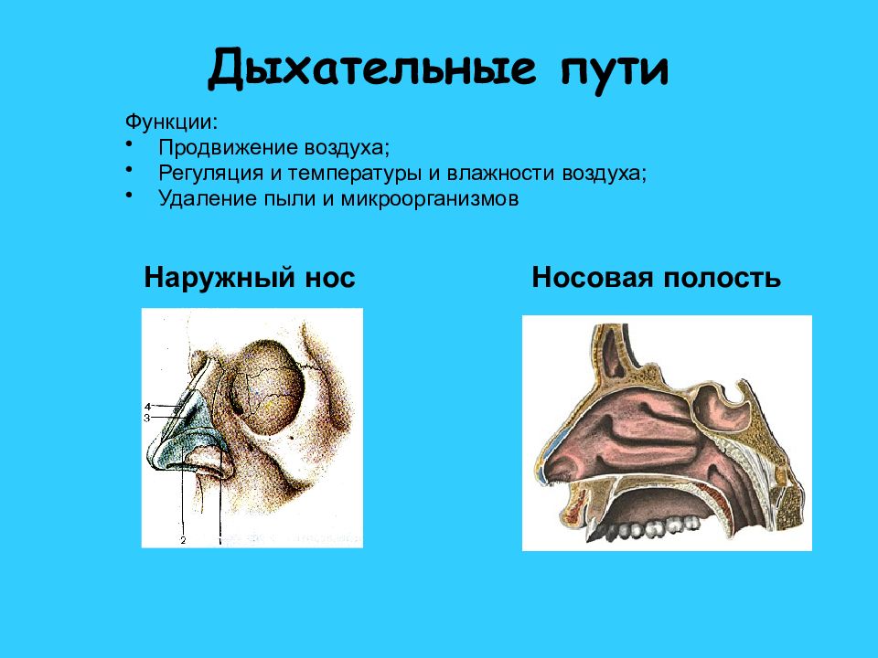 Функции дыхательных путей. Дыхательная система анатомия презентация. Функциональная анатомия органов дыхания. Верхние дыхательные пути наружный нос.