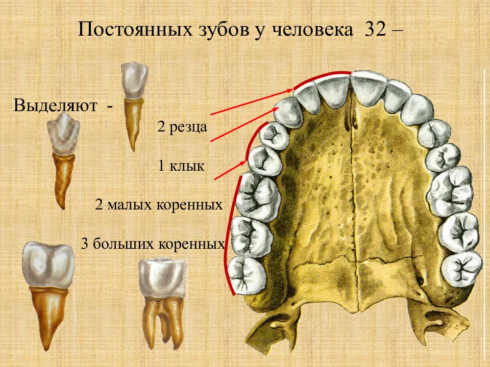 Резцы у детей схема