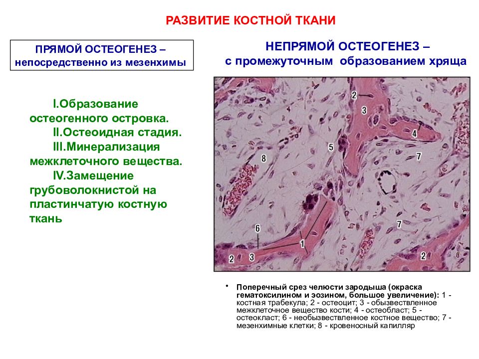 Репаративный остеогенез презентация