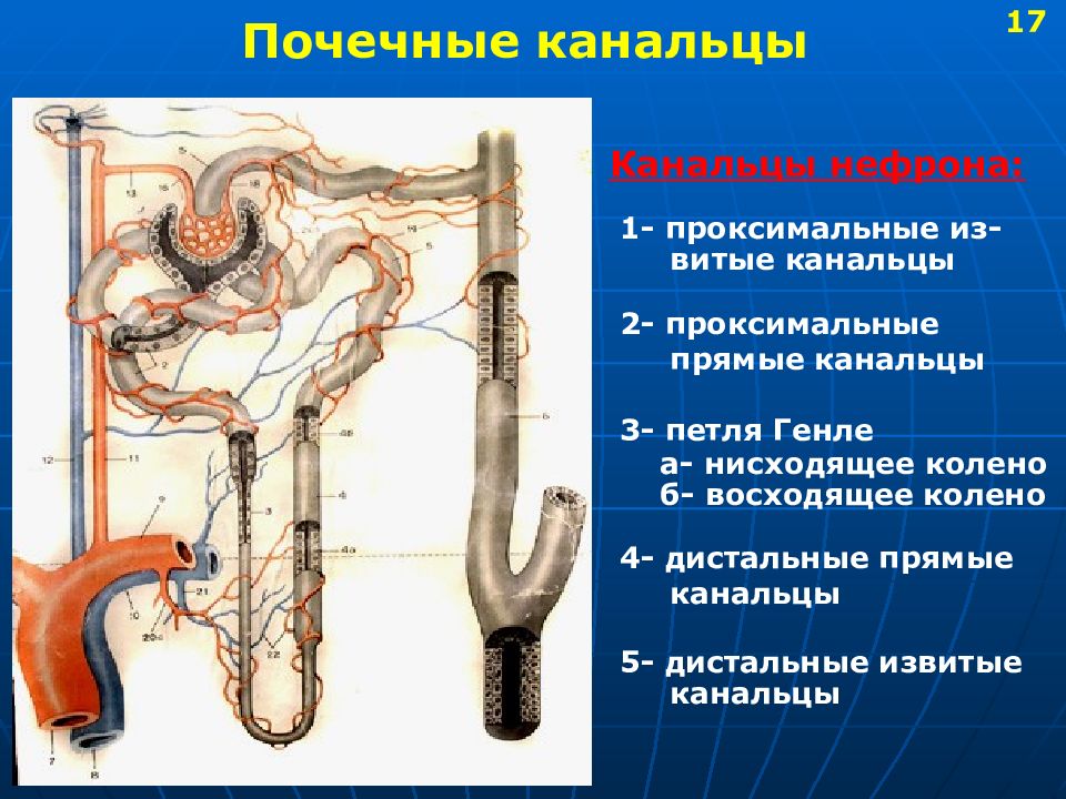 Канальцы нефрона. Строение нефрона петля Генле. Петля Генле дистальный каналец. Почечная петля Генле. Петли Генле почки.