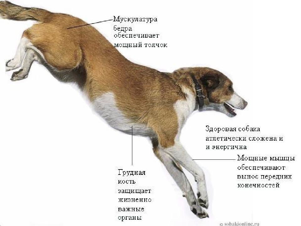 Огэ биология собака. Конечности собаки внешнее строение. Строение пса внешнее. Расположение внутренних органов у собаки анатомия. Внешнее и внутреннее строение собаки.