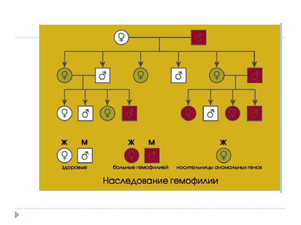 Патофизиология гемостаза презентация